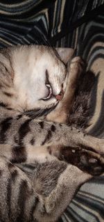 Close-up of a cat sleeping on bed