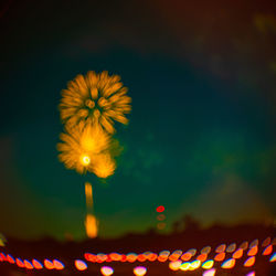 Close-up of illuminated flowering plant against sky at night