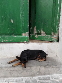 Dog sleeping on footpath