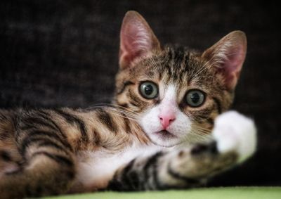 Close-up portrait of a cat