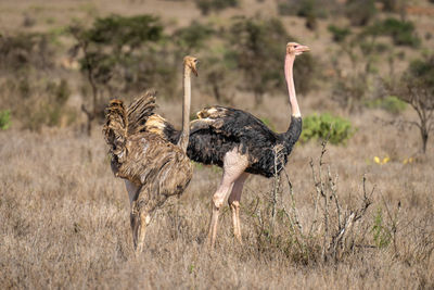 Female common ostrich stands squawking at male