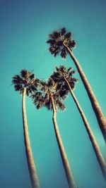 Low angle view of coconut palm tree against blue sky