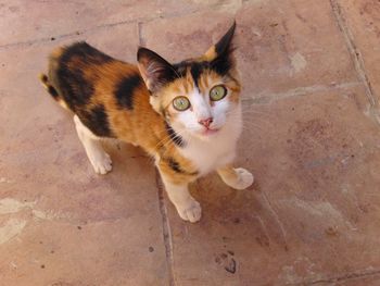 High angle portrait of kitten on carpet
