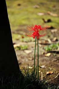 Close-up of red flowers blooming in field