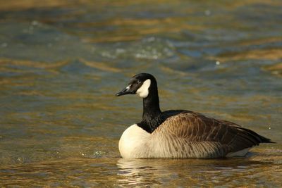 Duck swimming in lake