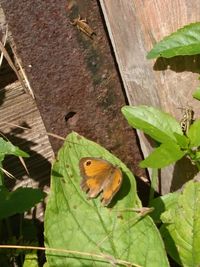 Close-up of butterfly perching on leaf