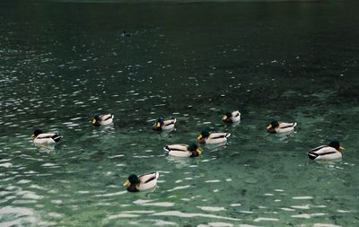 High angle view of mallard ducks swimming in lake