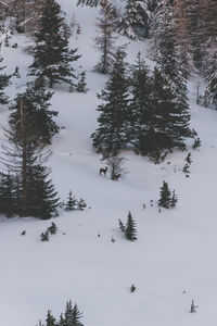 Snow covered landscape