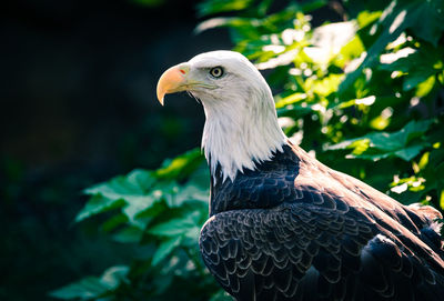 Close-up of eagle
