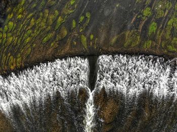 Full frame shot of tree trunk