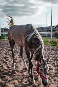 Horse standing on field