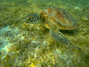 Close-up of turtle in sea