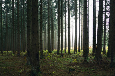 Pine trees in forest