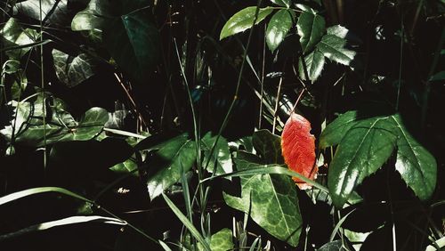 Close-up of leaves