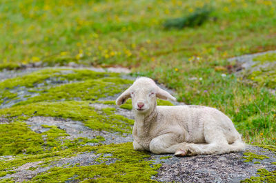 Sheep sitting on rock