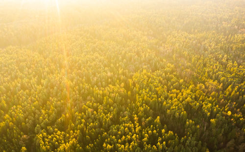 Aerial shoot of pine forest, high altitude at sunset, background