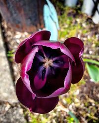 Close-up of purple flowers blooming outdoors