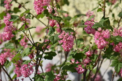 Close-up of pink flowering plant