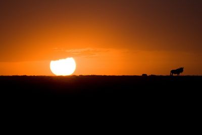 Silhouette birds against sky during sunset