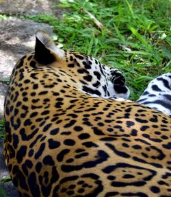 Close-up of cat on grass