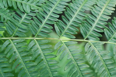 Full frame shot of green leaves