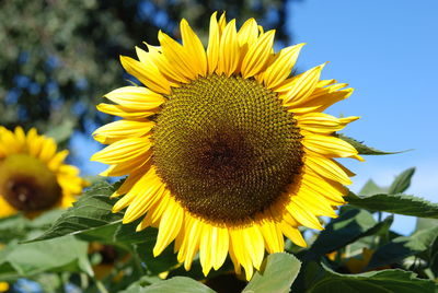 Close-up of sunflower blooming outdoors