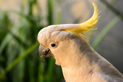 Close-up of parrot