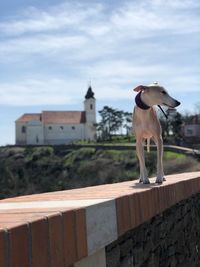 View of a dog against built structure