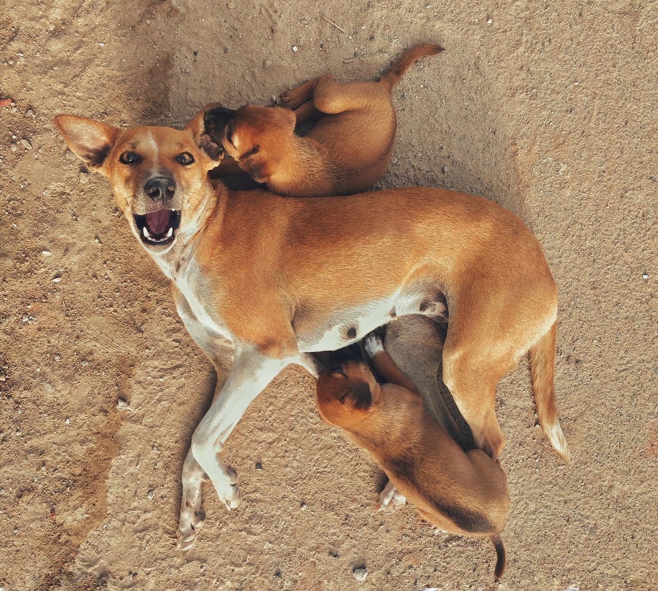 HIGH ANGLE VIEW PORTRAIT OF DOG ON FIELD