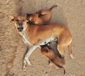 High angle view of dog on field