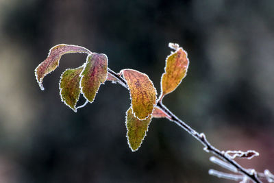 Close-up of plant