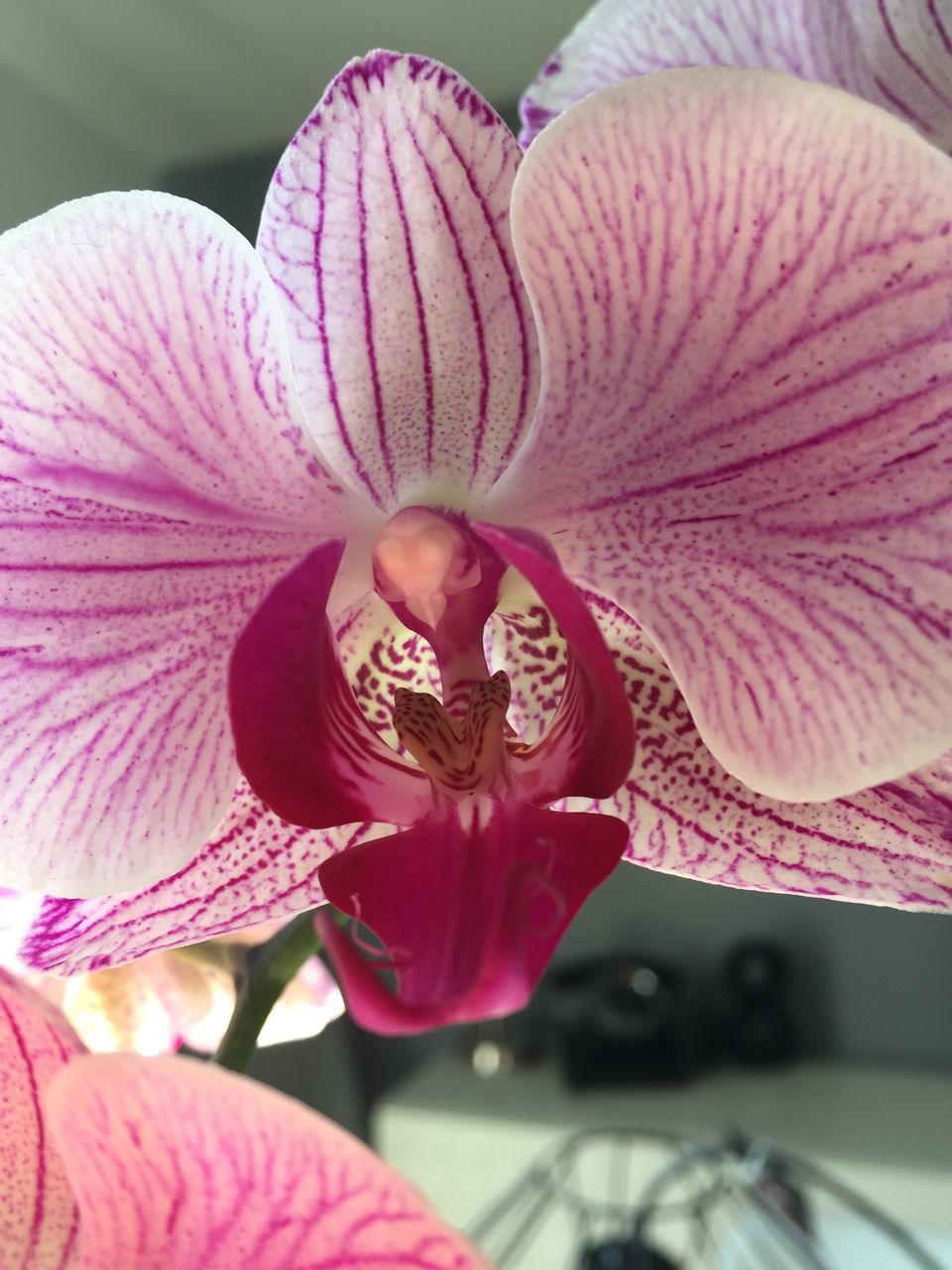 flower, petal, flower head, fragility, freshness, beauty in nature, close-up, pink color, growth, stamen, single flower, nature, blooming, pollen, in bloom, focus on foreground, botany, blossom, plant, orchid