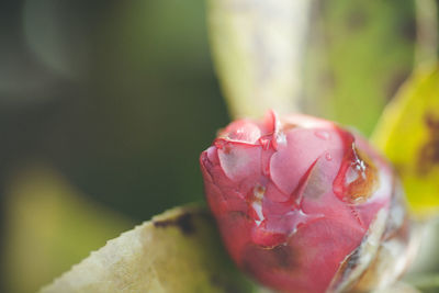 Close-up of plant