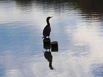 Bird perching on a lake