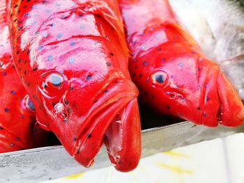 Close-up of fish for sale at market stall