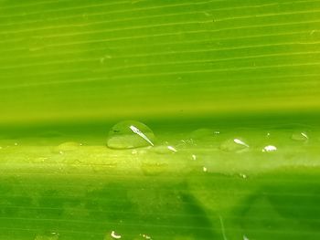 Close-up of raindrops on green leaves