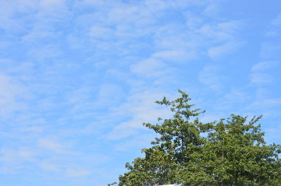 Low angle view of tree against sky