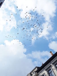 Low angle view of birds flying against sky