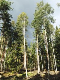 Trees in forest against sky