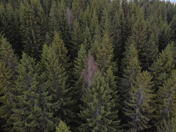 High angle view of pine trees in forest