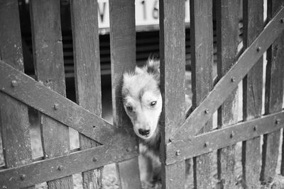 Portrait of dog getting trough fence