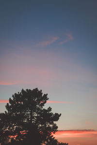 Low angle view of trees against sky at sunset