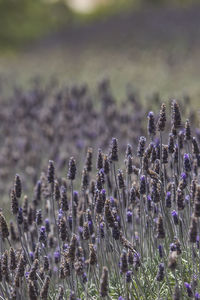 Close-up of lavender growing on field