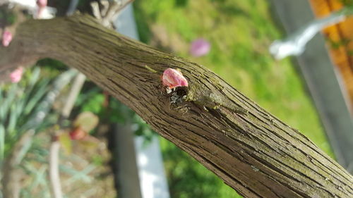 Close-up of insect on tree trunk
