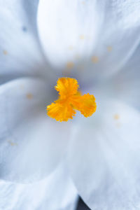 Close-up of yellow flowering plant