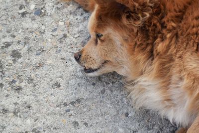 Close-up of dog