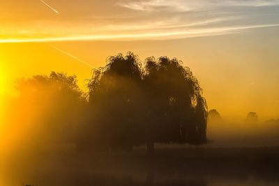 Silhouette of trees at sunset