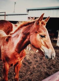 Close-up of horse in stable
