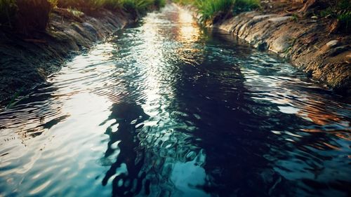 High angle view of river amidst trees