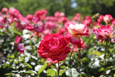 Close-up of pink rose flowers in park